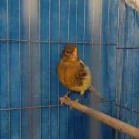 قناری|پرنده|مهاباد (آذربایجان غربی), |دیوار