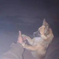 پامرانین روباهی ماده