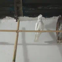 کبوتر کاکل|پرنده|قرق, |دیوار