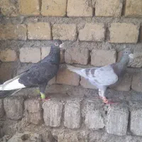 کفتر