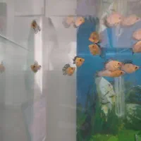 ماهی مولی بالن|ماهی|قم, شهرک مهدیه|دیوار