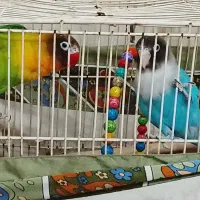 یک جفت کوتوله|پرنده|مشهد, طبرسی شمالی|دیوار