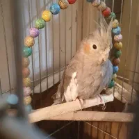 ۲ عدد عروس هلندی ماده بالغ