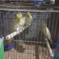 ۳جفت عروس هلندی ۵ملیون|پرنده|برازجان, |دیوار