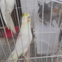 عروس هلندی دستی و مولد|پرنده|اسلام‌شهر, شهرک مهدیه|دیوار