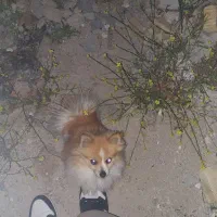 نیازمند پامر نر جهت کشش