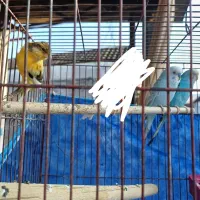 قناری نر  و مرغ عشق|پرنده|رشت, سیا اسطلخ|دیوار