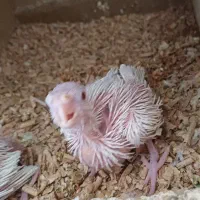 جوجه عروس هلندیی و دوتا کوتوله|پرنده|خمینی‌شهر, |دیوار