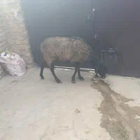 آبستن سر پستان جوان|حیوانات مزرعه|کرج, حسین آباد (اکبر آباد)|دیوار