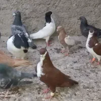 کبوتر حراج