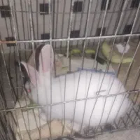 خرگوش