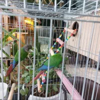 طوطی گرینچیک جفت مولد