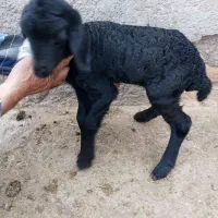 بره شیری قزل افشار