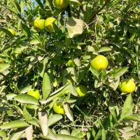 خرید مرکبات پرتقال لیمو نارنگی|خدمات باغبانی و درختکاری|دزفول, |دیوار