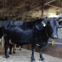 گاو ،شاه گاو دورگ چالوسی آبستن سنگین