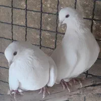 کبوتر سفید چشم زرد ملقی