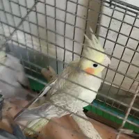 عروس هلندی نر و ماده