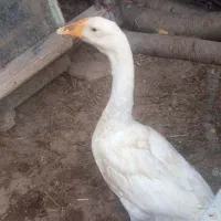 چند عدد قو غاز اصل