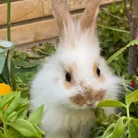 اگه کسی ازش نگهداری میکنه بهم اطلاع بده|حیوانات|کاشان, لتحر|دیوار