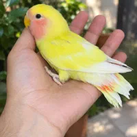 جوجه طوطی کتوله طلایی رام دونه خور چشم شرابی