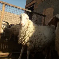 بره قوچ|حیوانات مزرعه|باشتین, |دیوار