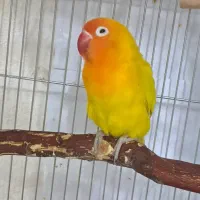 طوطی برزیلی مولد|پرنده|اصفهان, ملک‌شهر|دیوار