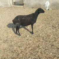 یک میش سالم گله ای آبستن قیمت مفد23