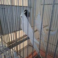 هلندی و برزیلی رنگ|پرنده|بندر گناوه, |دیوار