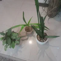 گلدان ها سبز و سرحال