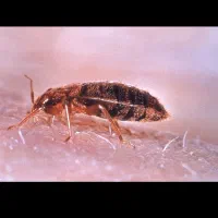 سم ساس و سوسک آلمانی|لوازم نظافت|قدس, شهرقدس|دیوار