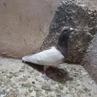 کبوتر خط سرخ