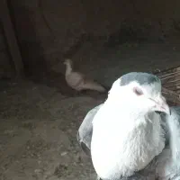 کفتر پرشی|پرنده|اسفراین, |دیوار