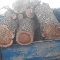 خریدهمه نوع درخت ازباغ اهرکلیبر هوراند اطراف