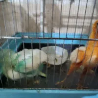 دوتا جوجه دوماهه دونه ای فقط صد