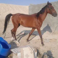 فروش همه نژاد اسب ب قیمت|اسب و تجهیزات اسبسواری|بندرعباس, |دیوار