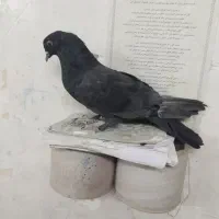 کبوترصداکن،شکاربیابان|پرنده|خمینیشهر, |دیوار