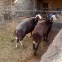 بره