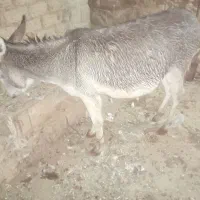 الاغ|حیوانات مزرعه|سارال, |دیوار