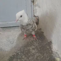 فروش 1نر اجری|پرنده|لامرد, |دیوار