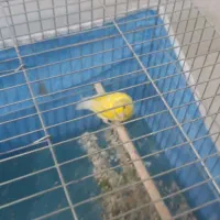 قناری دو عدد نر مست عالی|پرنده|شیراز, سلطان آباد|دیوار