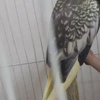 عروس هلندی ماده طاووسی