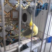 یک جفت عروس هلندی|پرنده|چهاردانگه (تهران), |دیوار