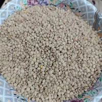 فروش عدس محلی