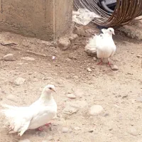 کبوتر دم چتری