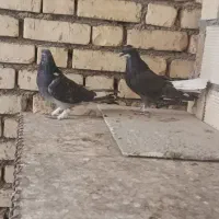 کبوتر بازیکن