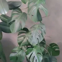 گل برگ انجیری، بگونیا خال سفید، قاشقی، سانسوریا|گل و گیاه طبیعی|شیراز, گود خزینه|دیوار