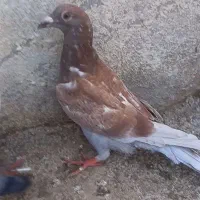 کبوتر معاوضه و فروش|پرنده|اردبیل, |دیوار
