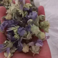 گل ختمی تازه