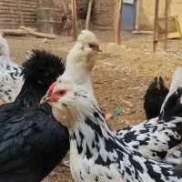 نیمچه،مرغ و خروس گلین،مرندی و گردن لخت|حیوانات مزرعه|ساوه, |دیوار