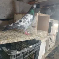 کفترپرشی|پرنده|میناب, |دیوار